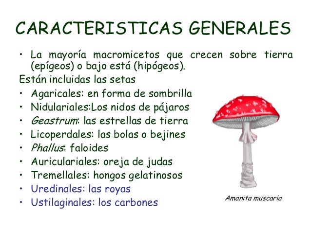 caracteristicas de los basidiomicetos